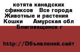 котята канадских сфинксов - Все города Животные и растения » Кошки   . Амурская обл.,Благовещенск г.